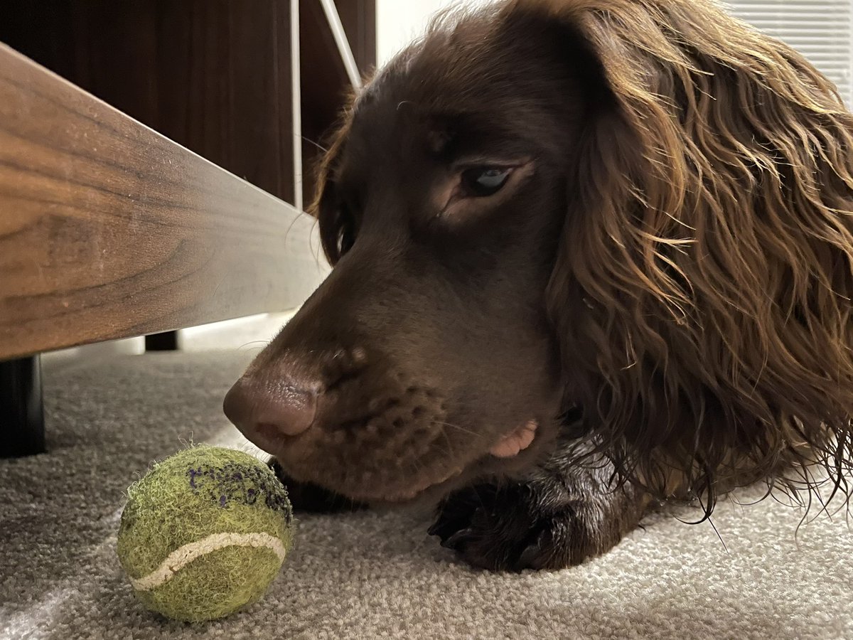 Found a miniature tennis ball on todays walk. It’s my new favourite thing. Buried it in the garden. Unburied it. Washed my filthy paws. Had zoomies with it. Pushed it under the sofa 20 hundred times and needed human long arms to get it back. Oh and it squeaks 😁🙉🐶😇🎾 #dogs