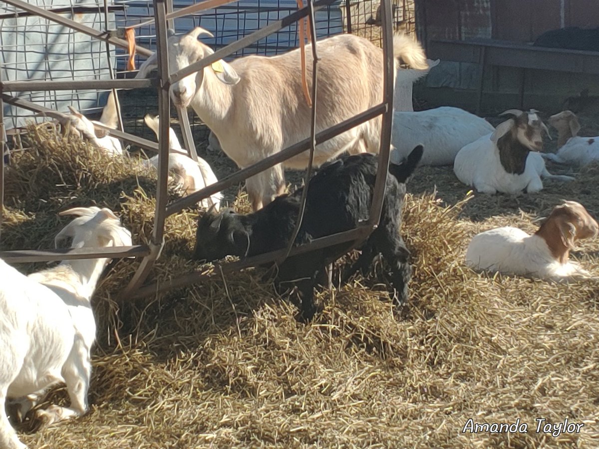 AmandaT1986's tweet photo. In an "Emergency" I find myself saying the Lord's Prayer on repeat, followed by "Thy will", & "God please help me handle this, whatever the outcome."
Sometimes I find myself saying this on checks & rechecks... #goats #kidding2022 #unweaned #misadventureswithamanda https://t.co/ycdH5E7YIc