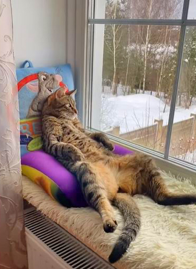 LorenzoTheCat's tweet photo. My friend Oliver wants to come visit me in Miami. I told him about the falling iguanas and he said that's better than dealing with snow. https://t.co/giQvrFR8oK