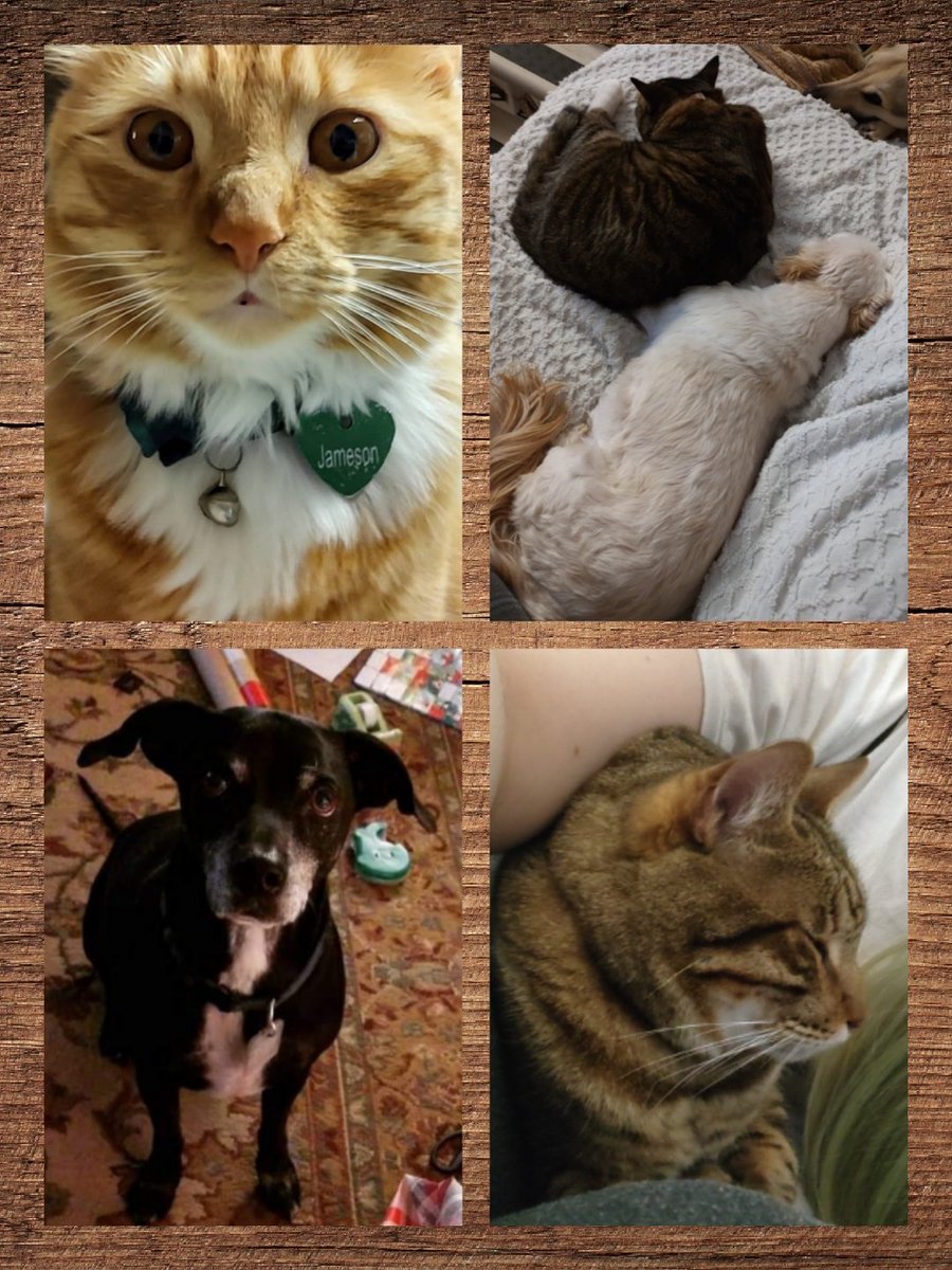 Eisor007's tweet photo. @pulte We could really use a hand up. Hubby hasn't worked in over a year, and money is really tight. Just trying to get by and keep food on the table for us and our fur babies. $rosieh519 https://t.co/3W8U1dJbk6