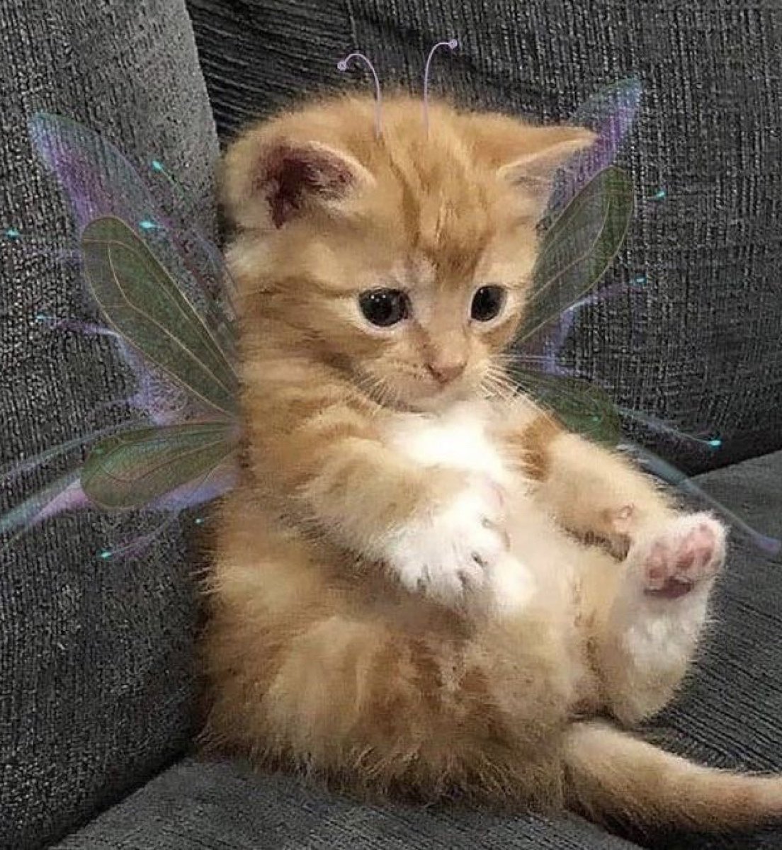 bib 🐥☕️ now on VGen! (@kapebeansies) on Twitter photo 