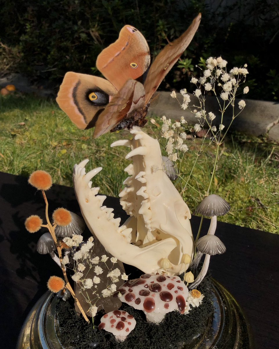 botanicaglow's tweet photo. First time making bleeding tooth fungus🥀 https://t.co/BDWZCQxxfd