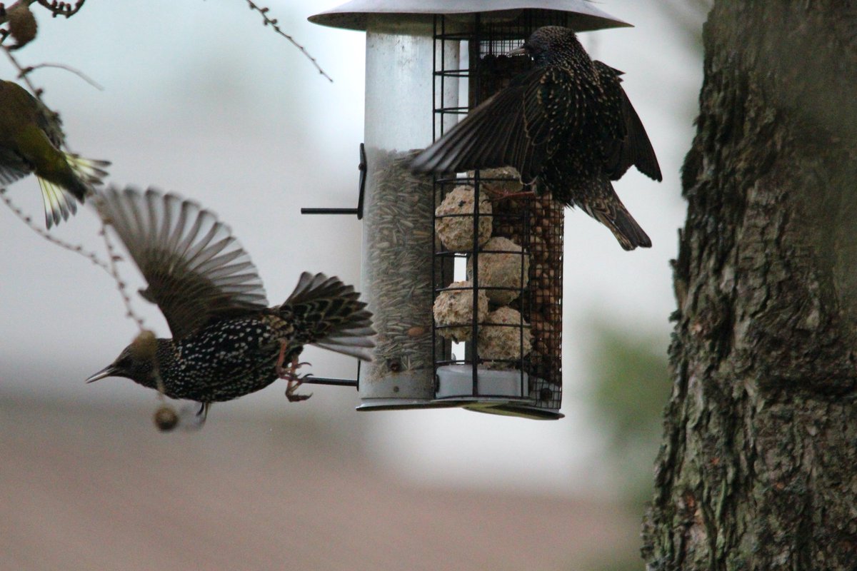 CardozoAnn's tweet photo. Garden bord count 2022. 15 species, up several from last year. Great weather. https://t.co/onzE1wFhnp