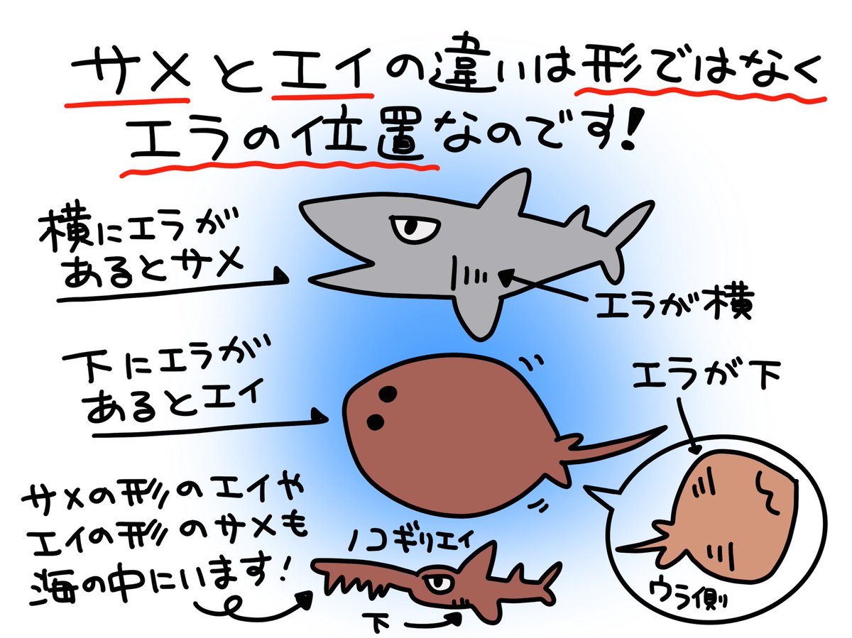 魚のイラスト Twitter Search Twitter 魚のイラスト Twitter Search Twitter