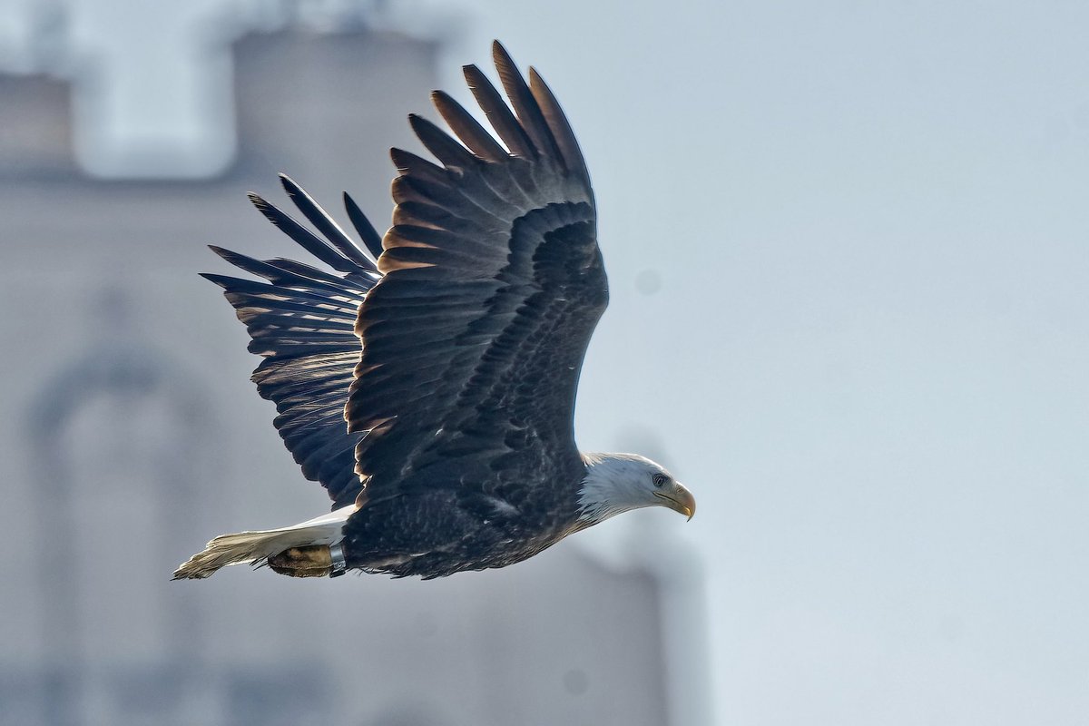 ‘Rover’ the Central Park bald Eagle this afternoon (30jan2022) on the Jacqueline Kennedy Onassis Reservoir. #birdnerd #birdcpp #nikonphotography #murica