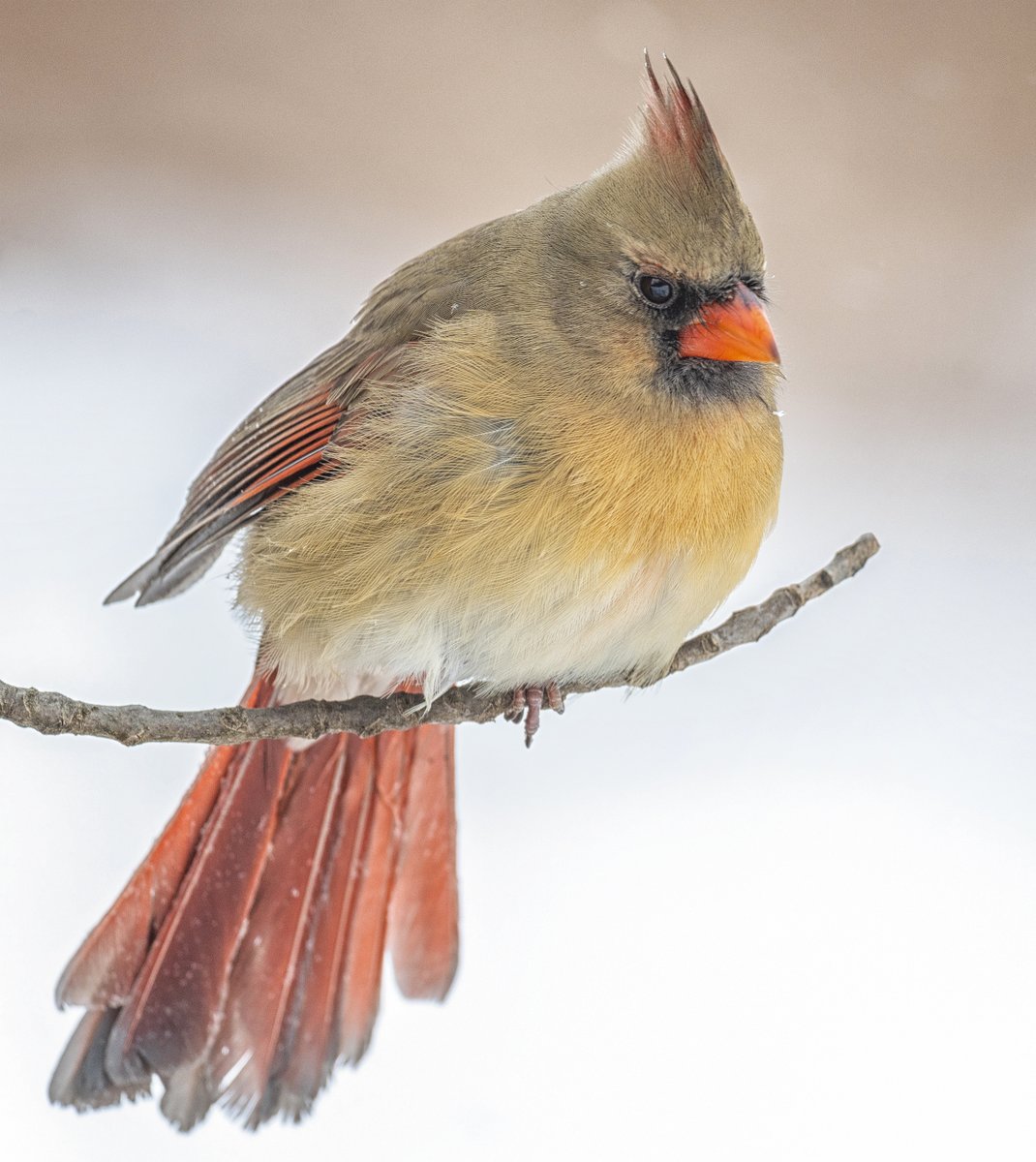 A Northern Cardinal flaring her tail feathers.