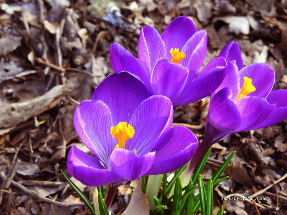 株式会社西花園 東京の観葉植物レンタル 造園 植木屋 おはようございます 1月31日 今日の 誕生花 は クロッカス 紫 花言葉 裏切らないで 春を告げる花の一つとしても有名です 糸みたいに長い雌しべがあり ギリシャ語で 糸 の意味の
