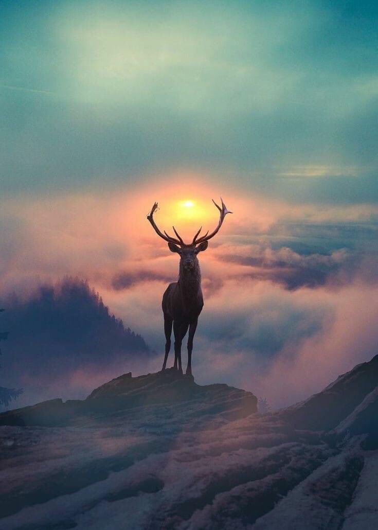 Así de bonitos eran los cachos que me ponían.