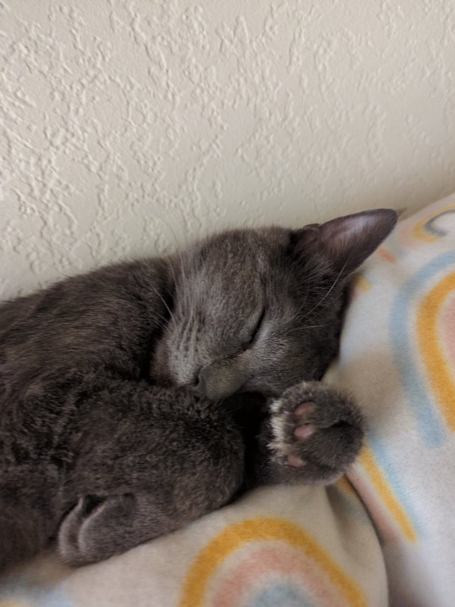 sqwishymilk's tweet photo. Oh to be a small cat sleeping on a rainbow blankie https://t.co/Mgpjr3q0XG