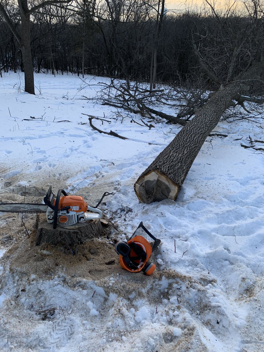 Turfintel's tweet image. It warmed up to 20F today. So I got outside to cut down trees for milling into boards this spring. Cut down an oak, cherry and walnut tree. Each 15-20 DBH.