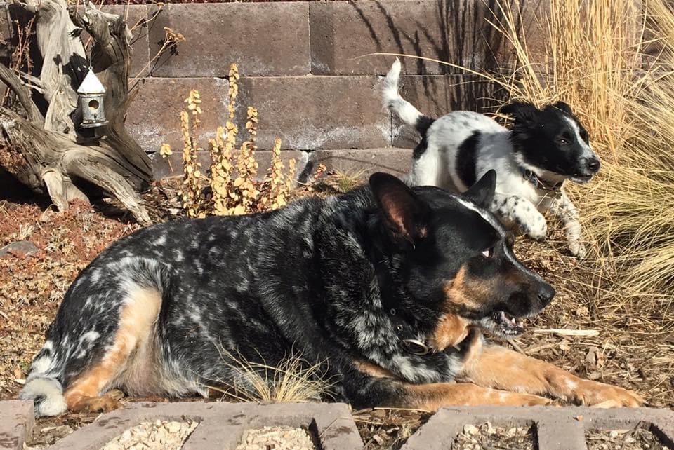 MooManBleu's tweet photo. I just wanted to say Happy 6th FUR-ever homecoming sweet @Bleus_DaisyDoo We love you !  🐾❤️🐾 https://t.co/Hi2Y79vdjf