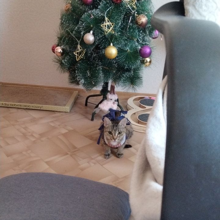 Aww_Rin's tweet photo. Мне отправляют отчёты из дома, так как я сильно переживаю за кошку после стерелизации 😭😭😭😭 https://t.co/7c0sOTzYtG