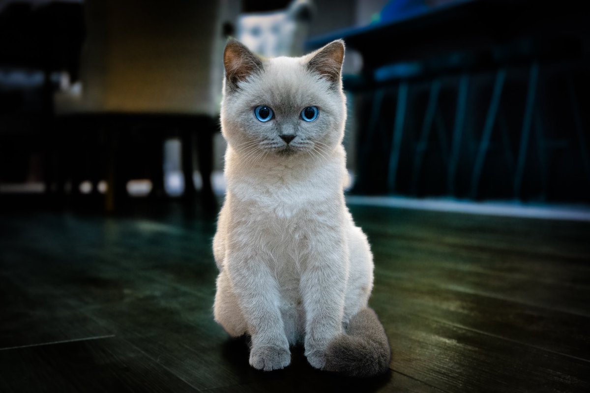 Dumpling the NFT Cat tweet media