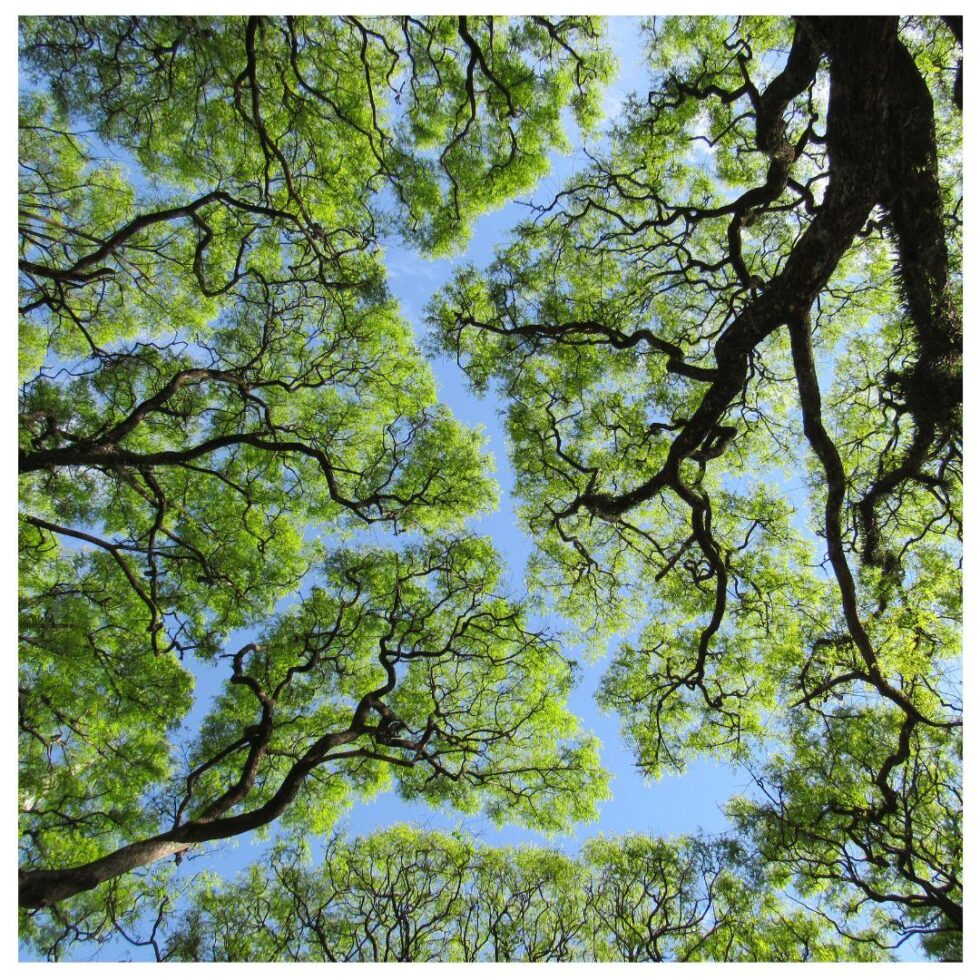 platypupu's tweet image. 나무끼리 서로 닿지 않으려는 듯 자라는 이런 모습을 수관기피라고 부른다.
원인은 명확하지 않고 모든숲과 모든 나무들에서 나타나지는 않는다.
영어명 Crown Shyness 쪽이 더 귀여움.