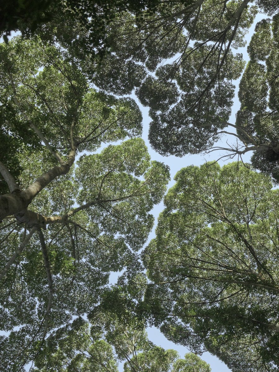 platypupu's tweet image. 나무끼리 서로 닿지 않으려는 듯 자라는 이런 모습을 수관기피라고 부른다.
원인은 명확하지 않고 모든숲과 모든 나무들에서 나타나지는 않는다.
영어명 Crown Shyness 쪽이 더 귀여움.