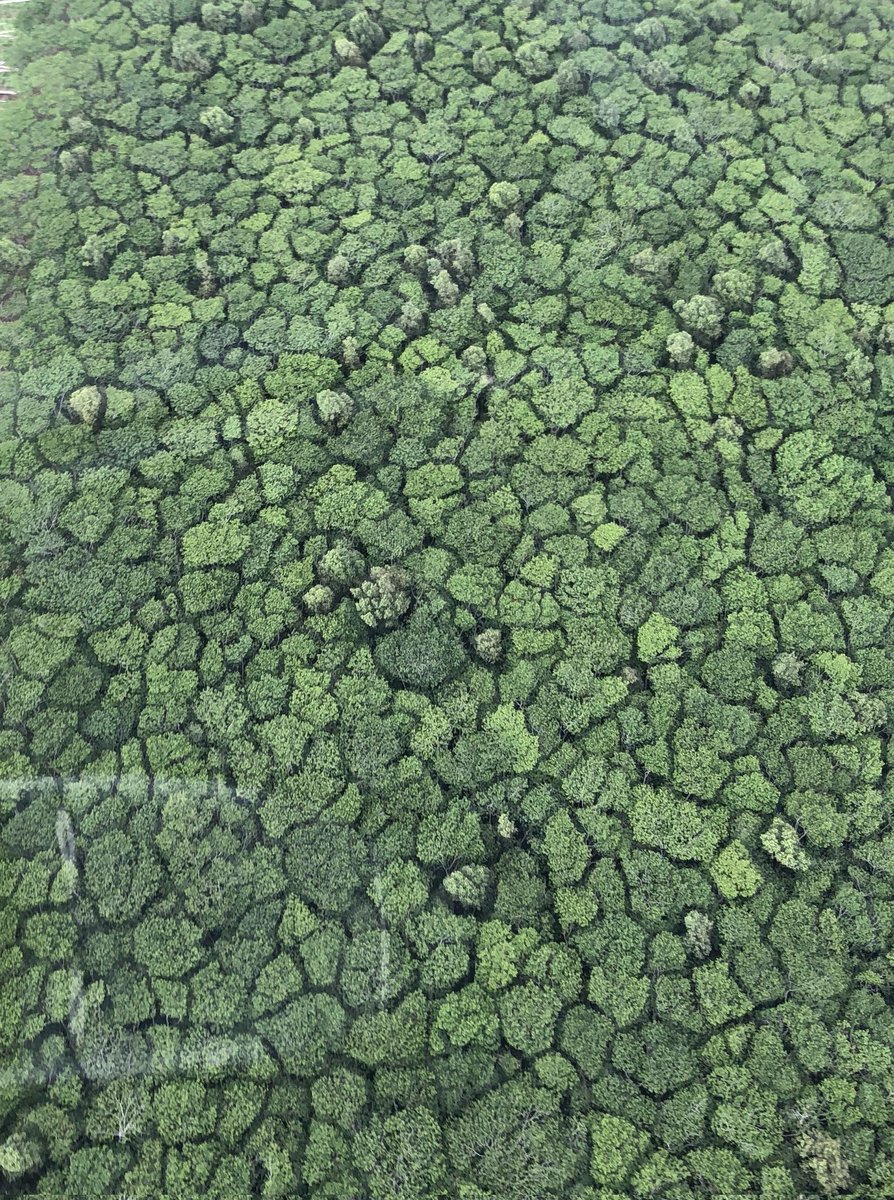 platypupu's tweet image. 나무끼리 서로 닿지 않으려는 듯 자라는 이런 모습을 수관기피라고 부른다.
원인은 명확하지 않고 모든숲과 모든 나무들에서 나타나지는 않는다.
영어명 Crown Shyness 쪽이 더 귀여움.