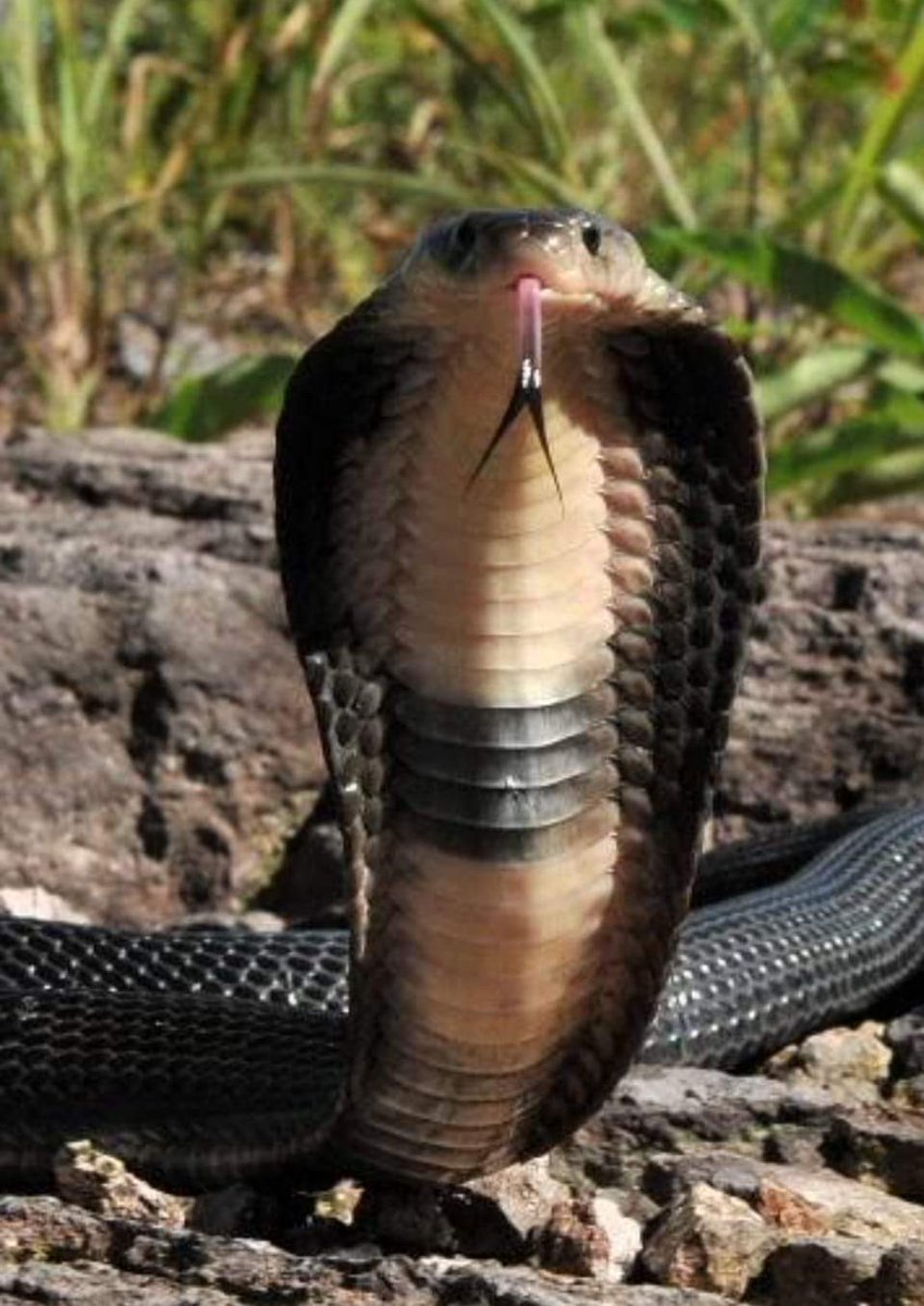 The monocled cobra (Naja kaouthia) is a beautiful but deadly snake found in India.The monocled cobra, is known for its unique monocellate or O-shaped hood pattern on the rear end.Young monocled cobras are yellow, grey, brown, or black and called snakelets.