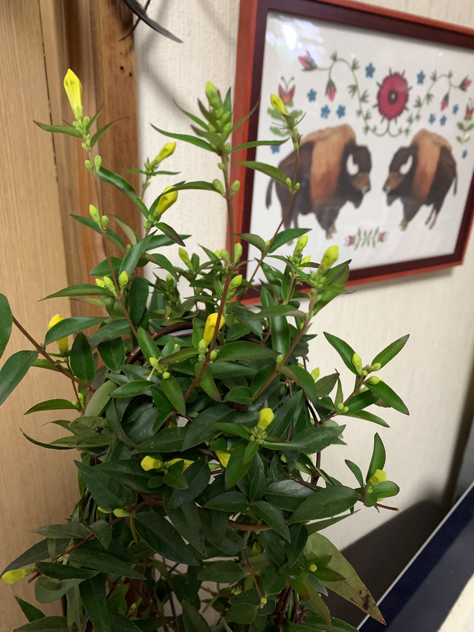神楽 8 29 東光ストアプロム山鼻 地下 茎の太い草花が好きなので 白い花を咲かすジャスミン や カラー フリージアが大好きな民なのですが 花屋の前で目に留まった小ぶりのジャスミンをお迎えしてみました 白のジャスミンって にょきにょき伸びる割には割