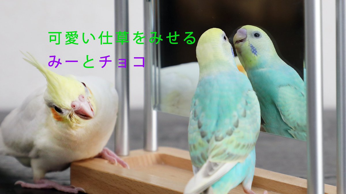 michoco20211012's tweet photo. 写真総集編　生まれて４ヶ月経ちました。４months old
https://t.co/trWNZYNnmr

YouTubeアップしました🤗 https://t.co/QsWz563nnj