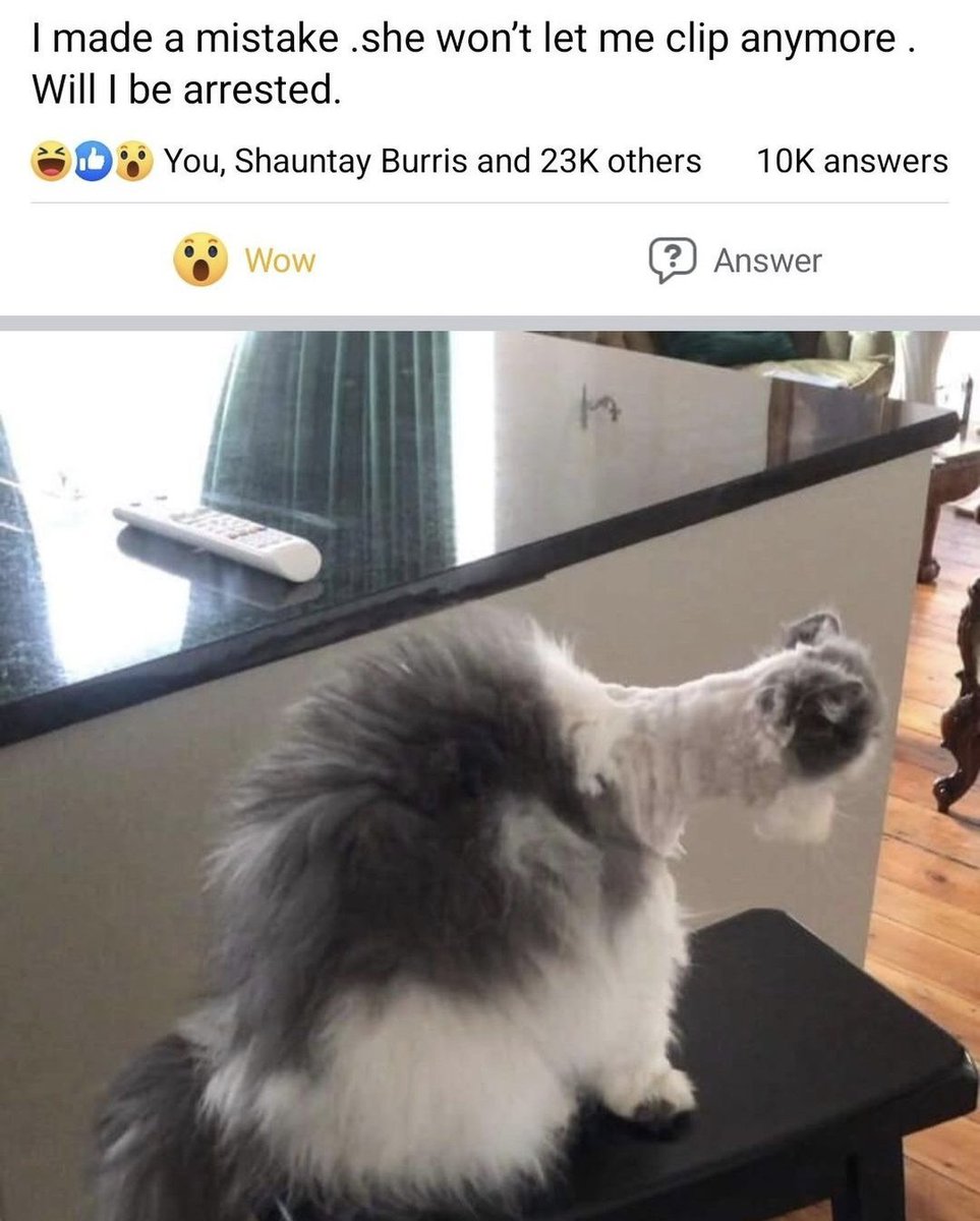 CatsSuperiority's tweet photo. https://t.co/wJd0t5YKLP
