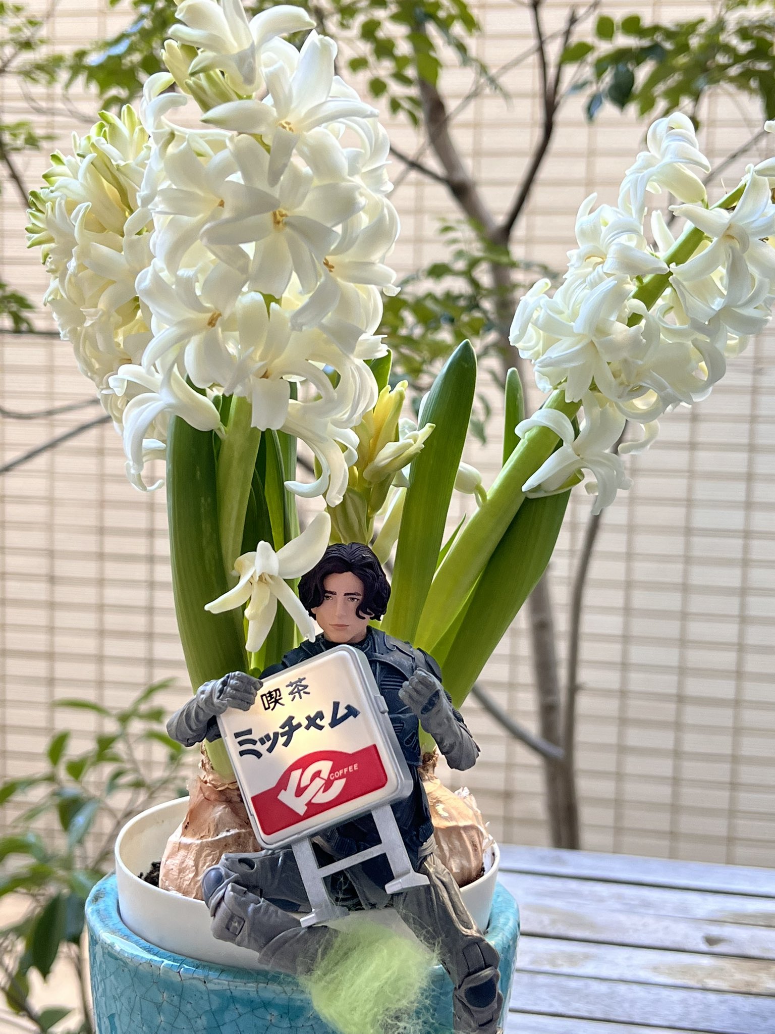 Aya39 風信子 ヒヤシンス がキレイに咲いた記念 カゼノブコ いやヒヤシンスの 白 の花言葉は I Ll Pray For You って まるで風さんみたいじゃないかー 知らなかった ミッチャム看板チャレンジ Fujiikaze 白ヒヤシンスの 花言葉i Ll Pray
