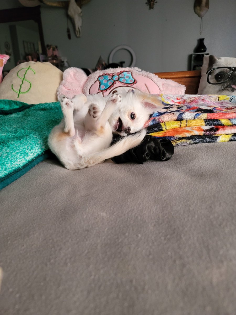 tinypetunias's tweet photo. Sunday chewing on mommies hair tie #Chihuahualife https://t.co/aAdplB6Oco