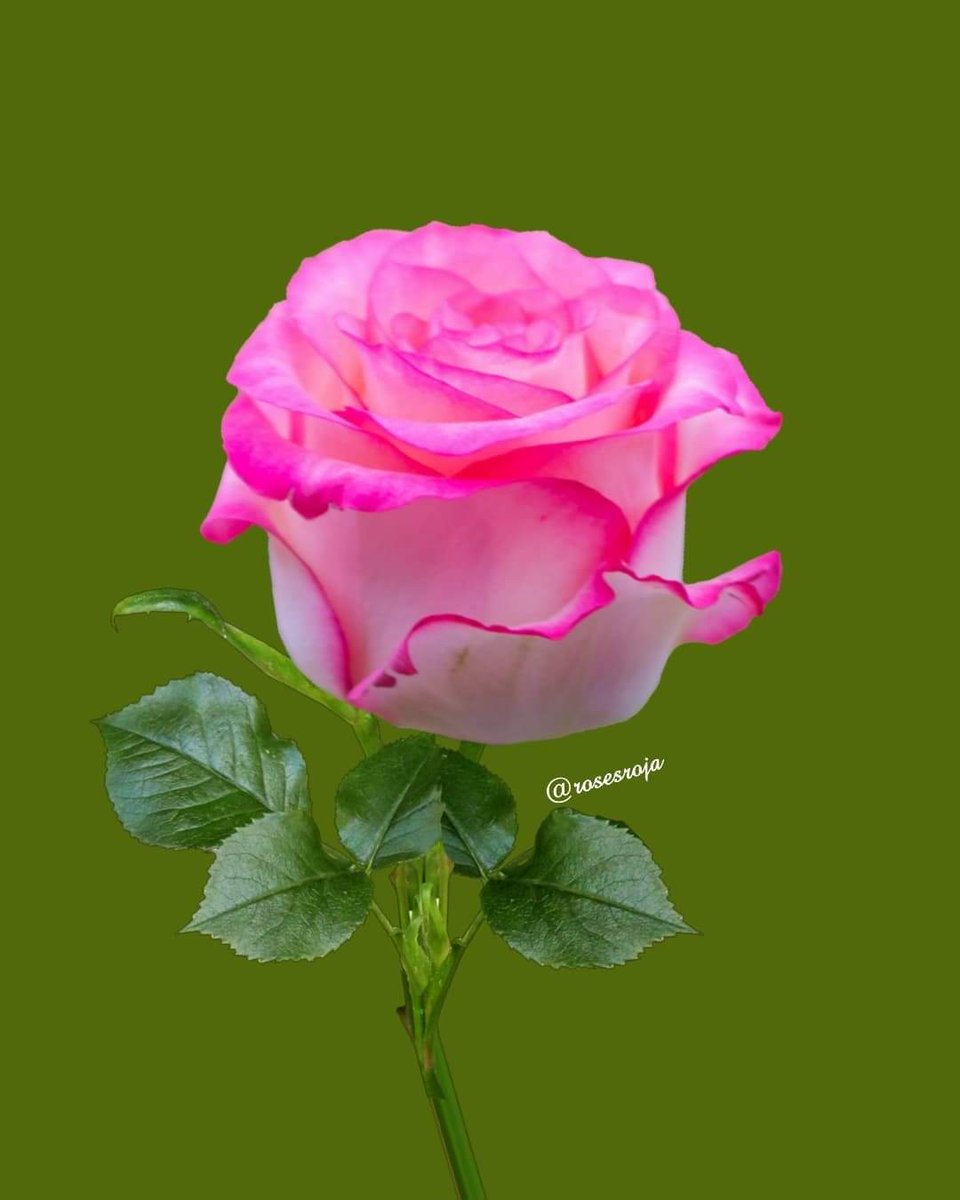 صباح الخير