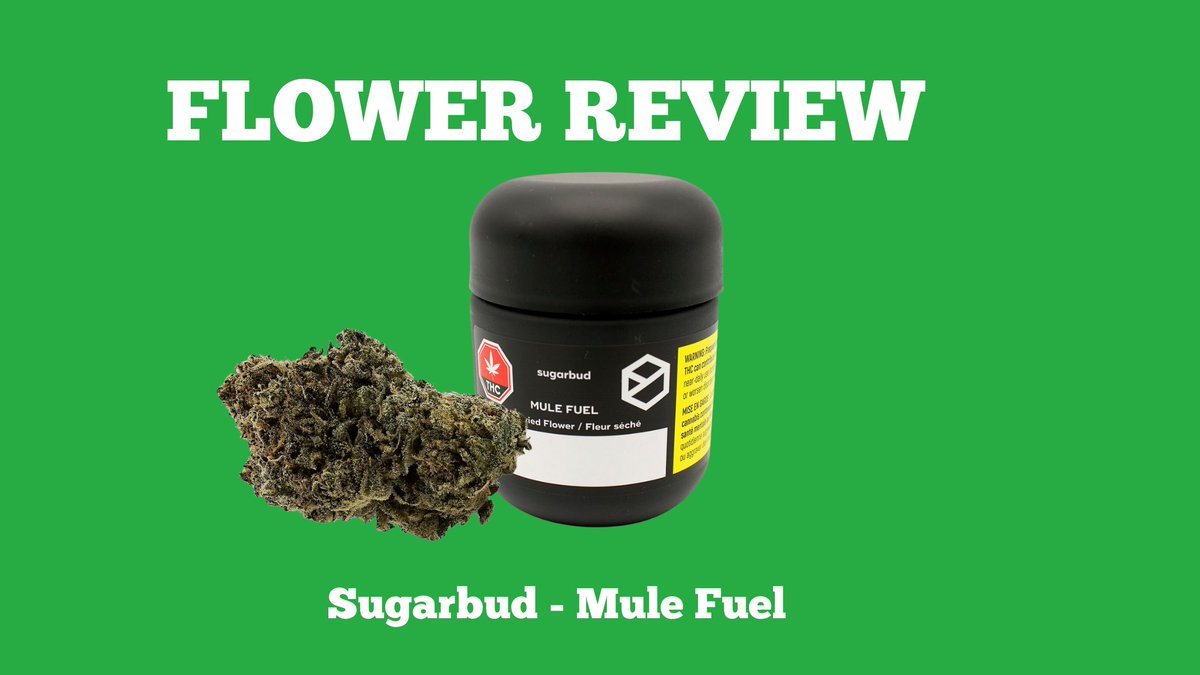 "This one is stinky but I can’t stop sniffing the glass jar." Guelph Budtender Alex on his review of <a href="/SugarBudCGC/">Sugarbud Craft Growers Corp.</a>  Mule Fuel  bit.ly/3GdNULR

#CannabisCommunity #FlowerPower #cannabisreviews #Guelph  #Brampton