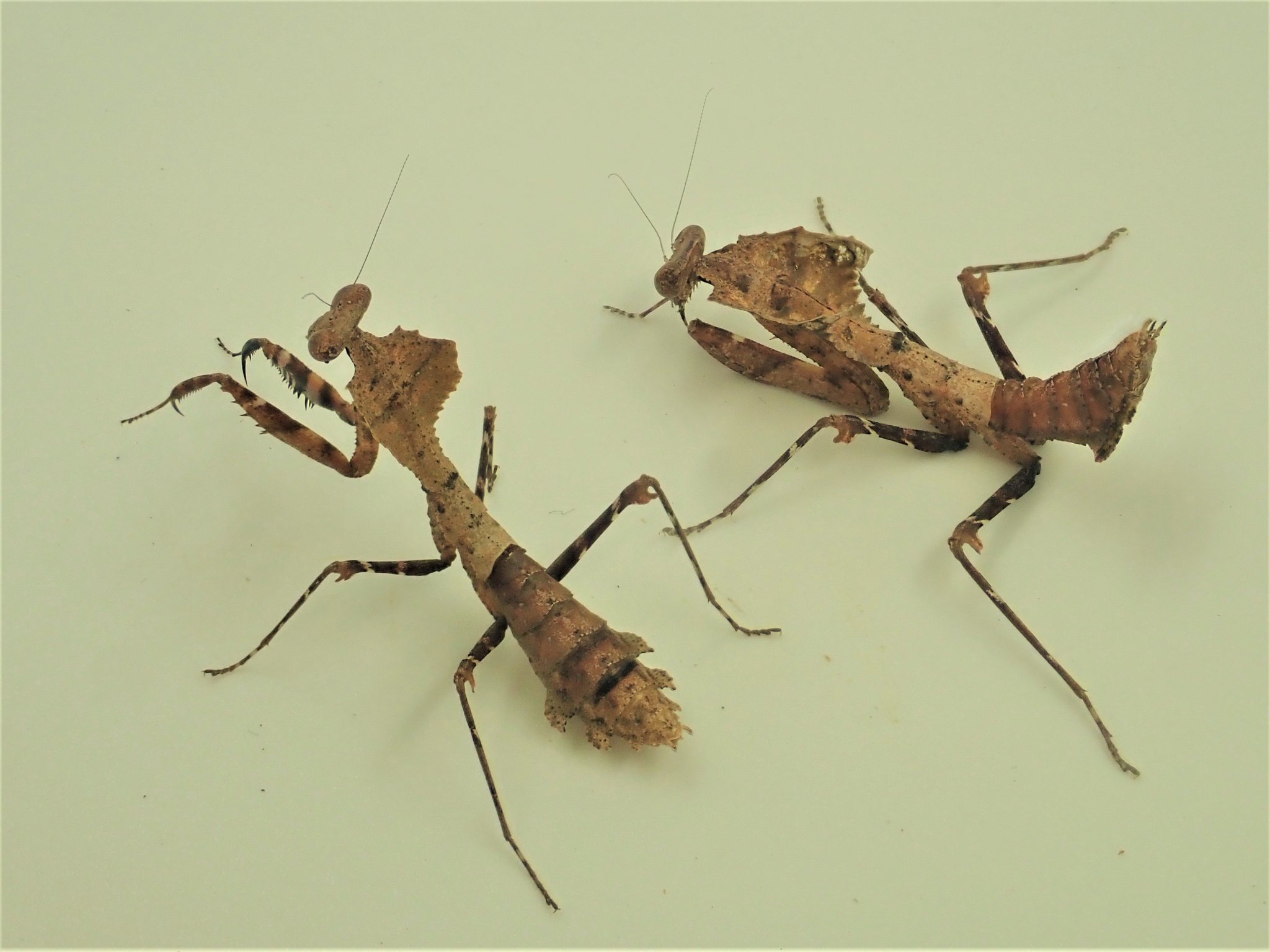 カマキリパパ【4年 理科上1-19、下1-18、社会上1-6、9-19】 カマキリいろいろ（修正版）|身近な自然といろんないきもの