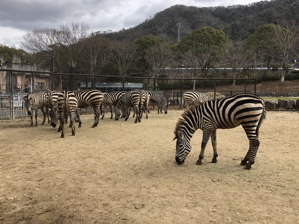 現在の飼育頭数は14頭。 オスの群れとメスの群れで入れ替えて放飼 