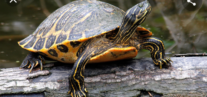 edd_lean's tweet image. Antes//////^^^^^////////ahora 
El q entendió entendió 😒