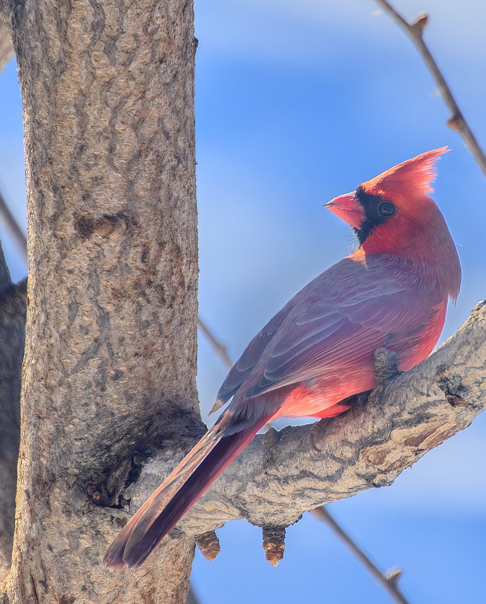 MarcotheLuck's tweet photo. « Radiant !! »  Despite the cold day, this Cardinal really glowed when he looked up direcly at the sunlight.  #birdwatching #birdphotography #naturephotography https://t.co/qdDIfV57zR