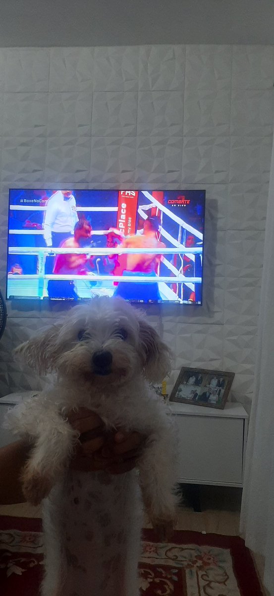 denisonsilvas's tweet photo. #BoxeNoCombate @canalCombate 
A Meg ligadona no canal combate, esperando a luta de @whindersson e @popofreitas https://t.co/84uf73DUnX