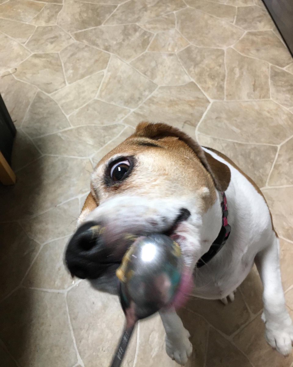 CaldecZoo's tweet photo. Hooman gave me peanut butter! #beagle https://t.co/c96MK7fEMG
