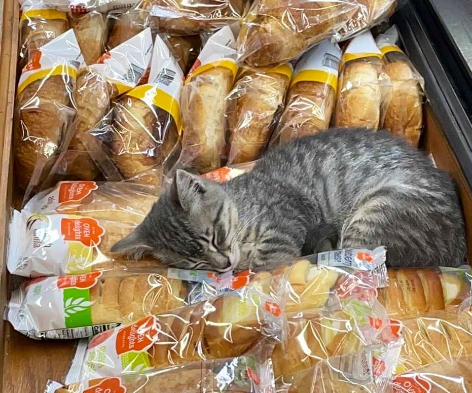 Bodega Cats (@bodegacats_) on Twitter photo 