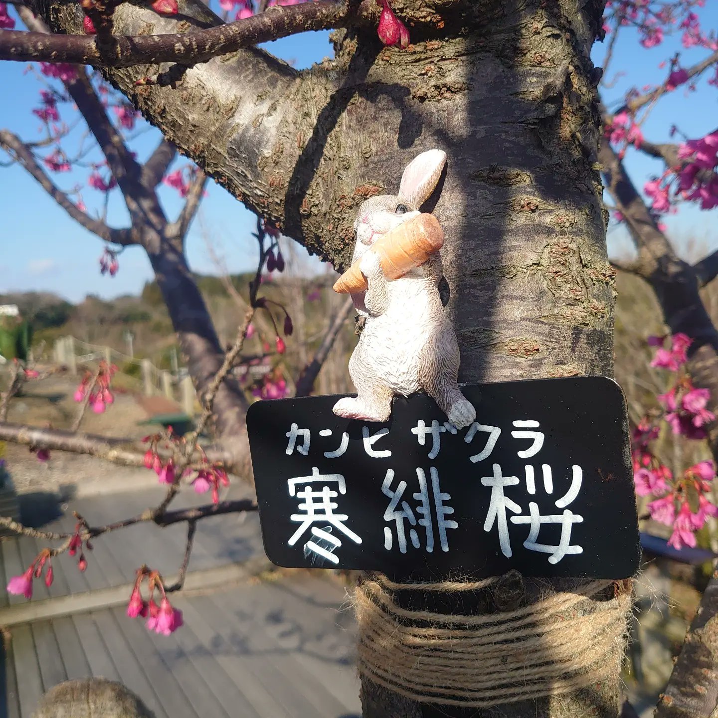 テラスカフェ空 Twitter Search Twitter