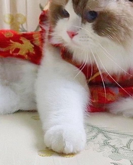 meowpipe's tweet photo. Ame you adorable fluff ball https://t.co/BWnDylgWvY