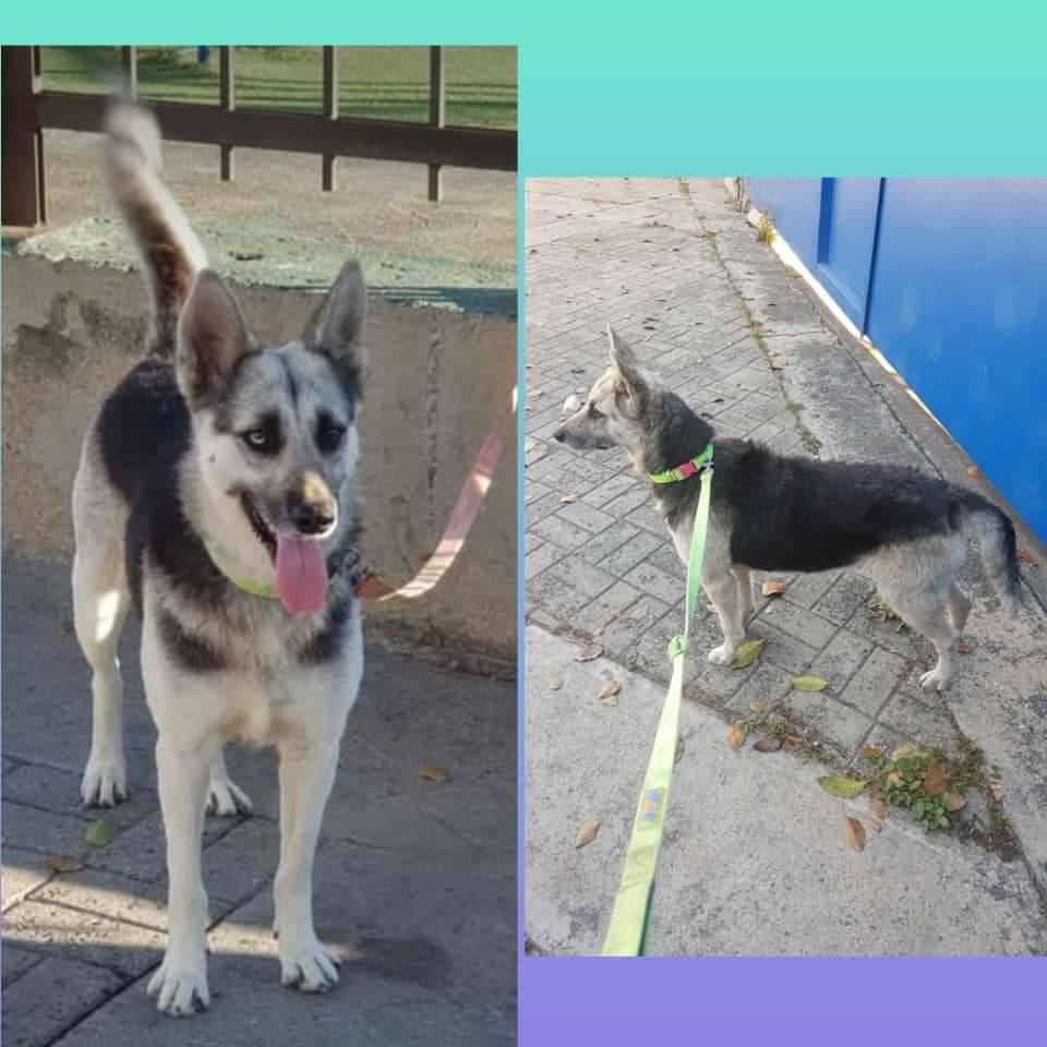 Chipy pastor alemán con lobo, hembra de 4 años.Se encuentra en una platabanda llevando sol y frío desde que su dueño se enfermo y no puede tenerla más. Es urgente conseguirle adopción responsable. Solo Caracas. 04122445886.  #CasoDeTerceros