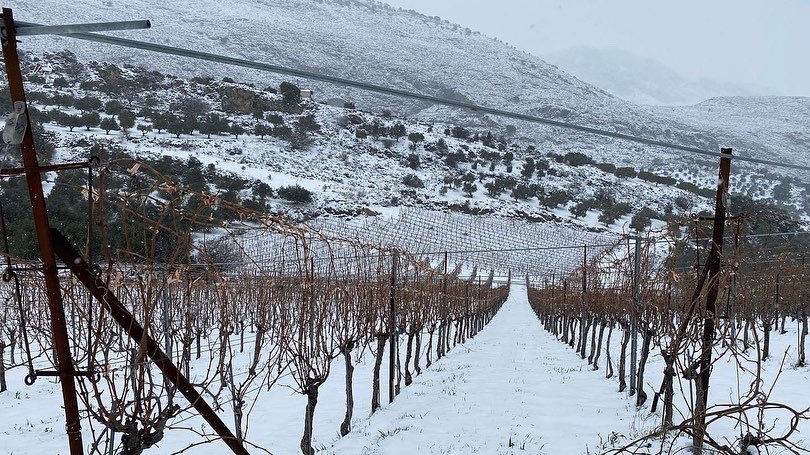 winesofcrete's tweet photo. Vineyards of #DiamantakisWinery in the Káto Asites village of #Heraklion, covered in snow.
Check the photos to see the widely area of PDO Dafnes covered with snow.
#winesofcrete 
@winewankers https://t.co/RWyelS0tHX