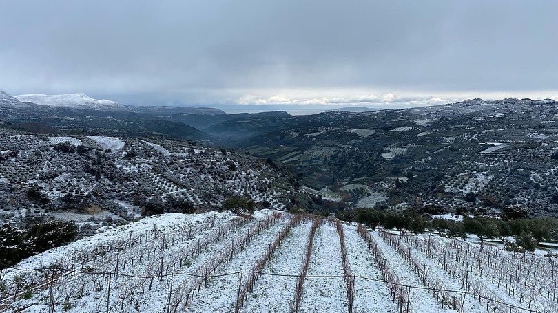 winesofcrete's tweet photo. Vineyards of #DiamantakisWinery in the Káto Asites village of #Heraklion, covered in snow.
Check the photos to see the widely area of PDO Dafnes covered with snow.
#winesofcrete 
@winewankers https://t.co/RWyelS0tHX