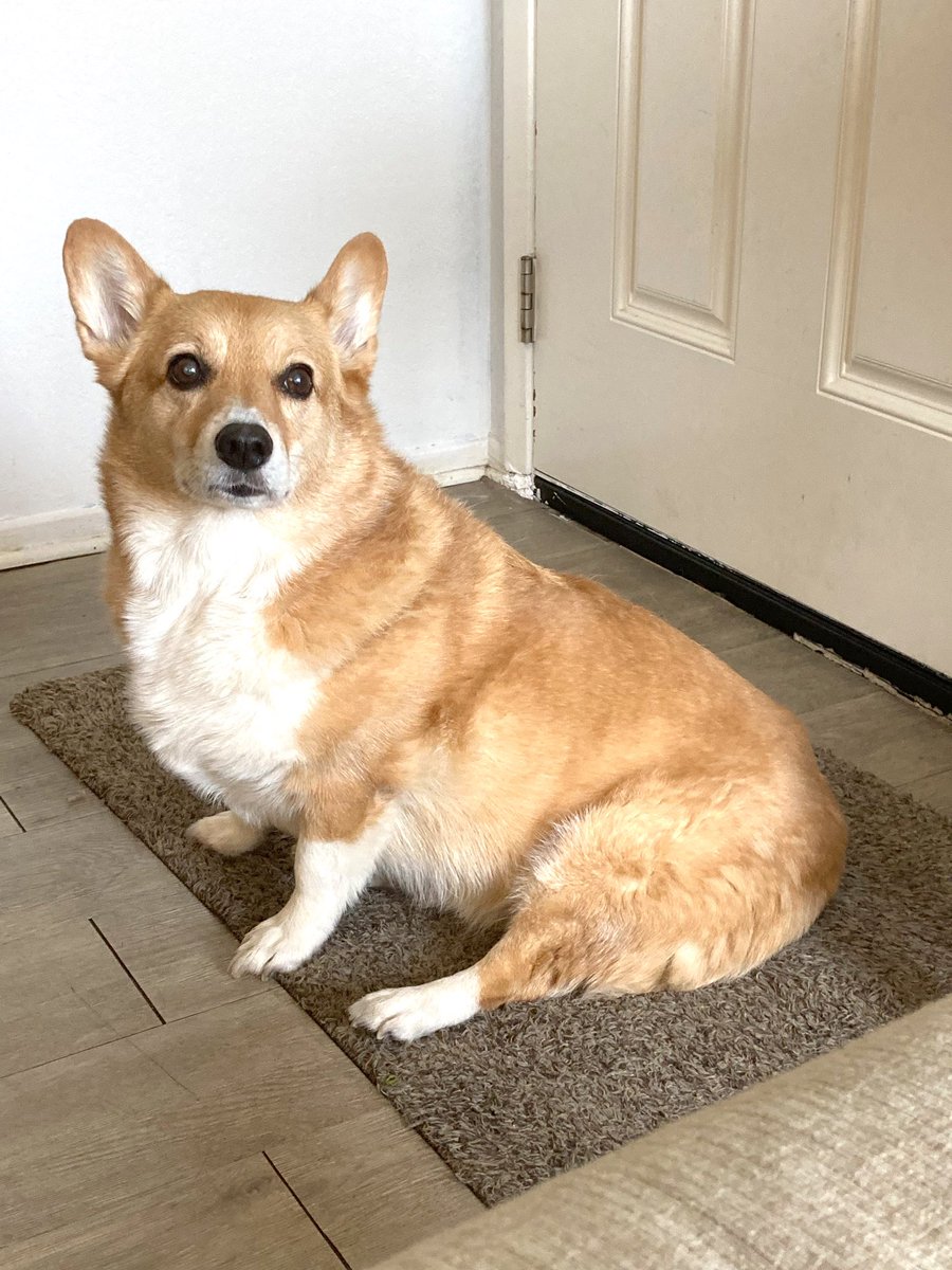 MJ The Corgi tweet media