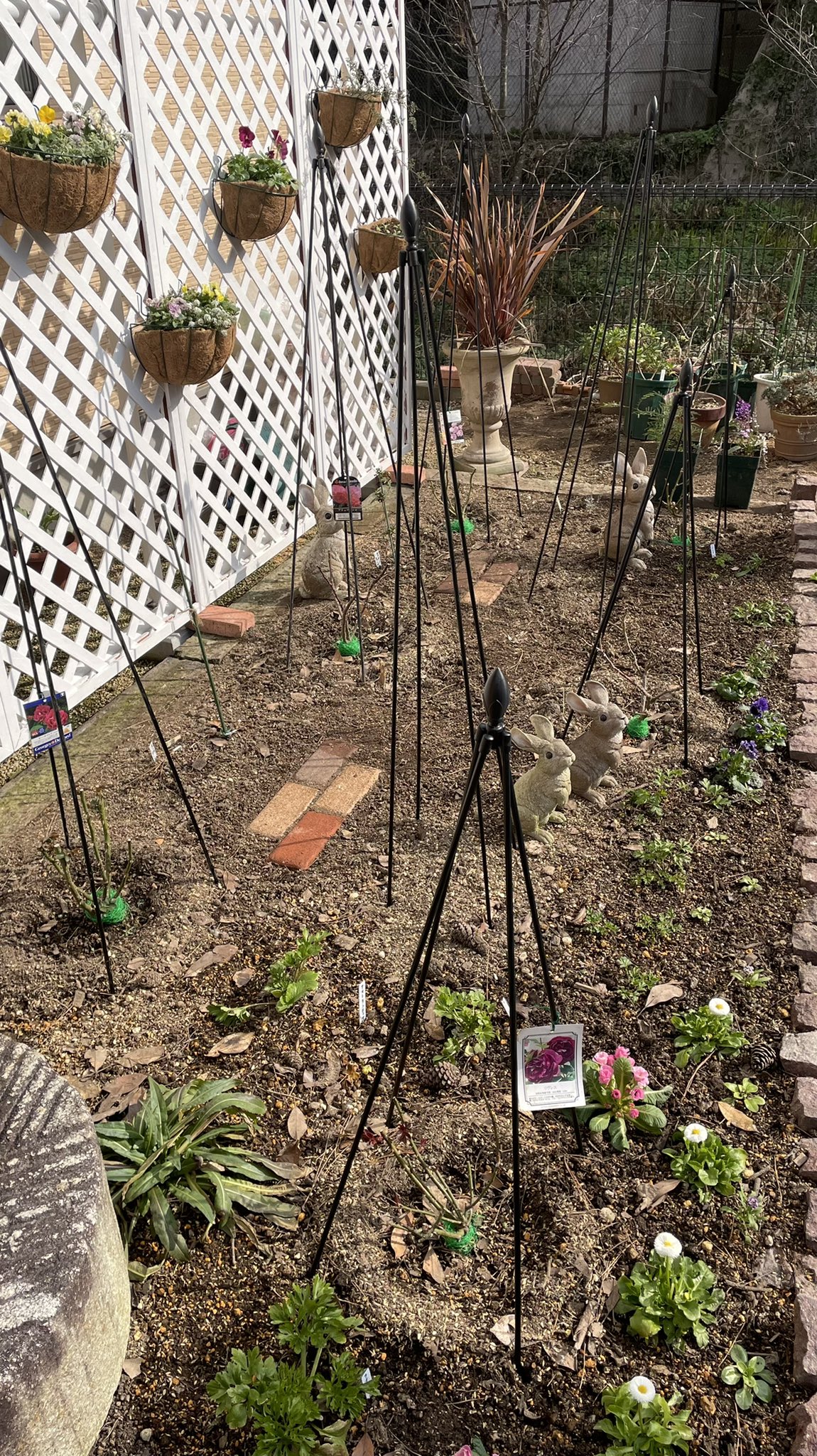 てまり 感無量 土壌改良 終了しました 後 注文の薔薇2本 宿根草 一年草を入れたら この花壇は完成 さて 宿根草 どれにしようか 段取り八分 仕事二分 には 来年度からだな 庭大改造 ガーデニング 土壌改良 てまり 感無量 土壌改良 終了しました 後 注文の薔薇2本 宿根草 一年草を入れたら この花壇は完成 さて 宿根草 どれにしようか 段取り八分 仕事二分 には 来年度からだな 庭大改造 ガーデニング 土壌改良