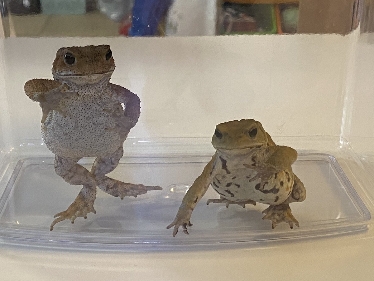 Twitter 上的 あめこ お部屋のお掃除するから少し待っててね ガン見 飼い主やりにくい ミヤコヒキガエル T Co E511jiysqt Twitter Twitter 上的 あめこ お部屋のお掃除するから少し待っててね ガン見 飼い主やりにくい ミヤコヒキガエル T Co E511jiysqt Twitter