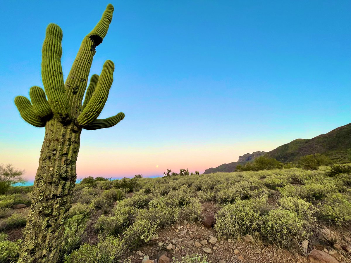 iErickDGAF's tweet photo. @courtneylwilson I have the desert moonset 🌵 https://t.co/pCr9TWAAzv