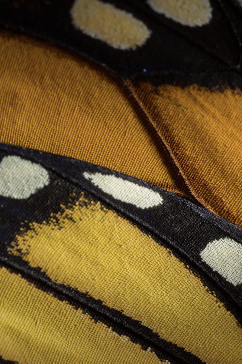 Close up of a monarch butterfly’s wings.