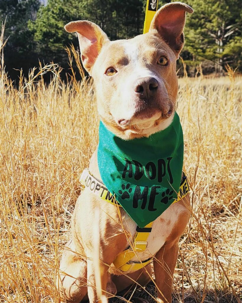 HiRezBarrett's tweet photo. Took Baby Boy out for some new pics. He was such a good boy. #adoptme #rescuedog #angelsamongus https://t.co/0OUHO0nWFj https://t.co/nn8BfHCaNC https://t.co/kgT2utMB58