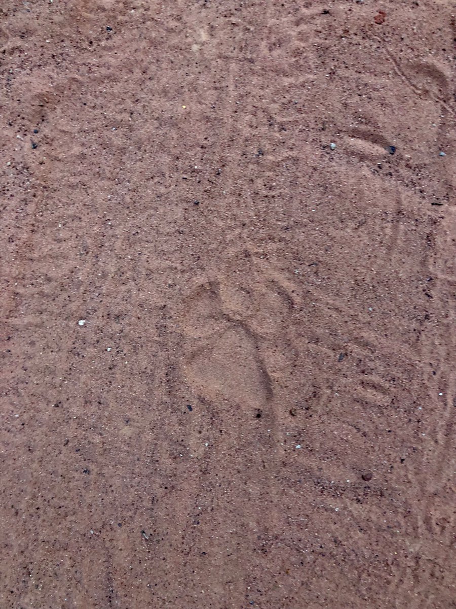 yatsmusical's tweet photo. On our Bird count trail at #Ratapani tiger sanctuary, we came across fresh tiger footprints. The tigress had strolled just couple of hours back  on the same trail. 
*video in next post

#pugmarks #tiger #mptourism

@RatapaniWLS @minforestmp https://t.co/9iYrJsvWMx