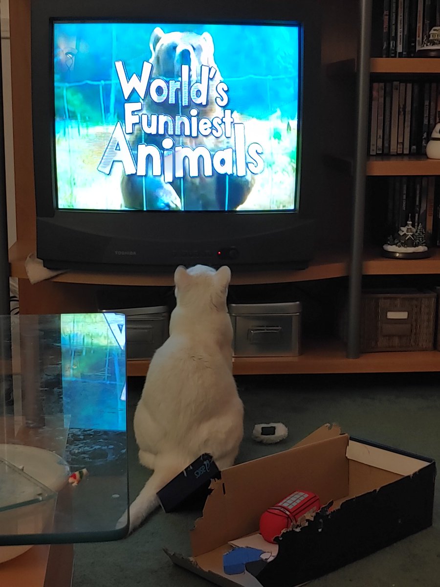 Our cat is a fan of the show
#worldsfunniestanimals