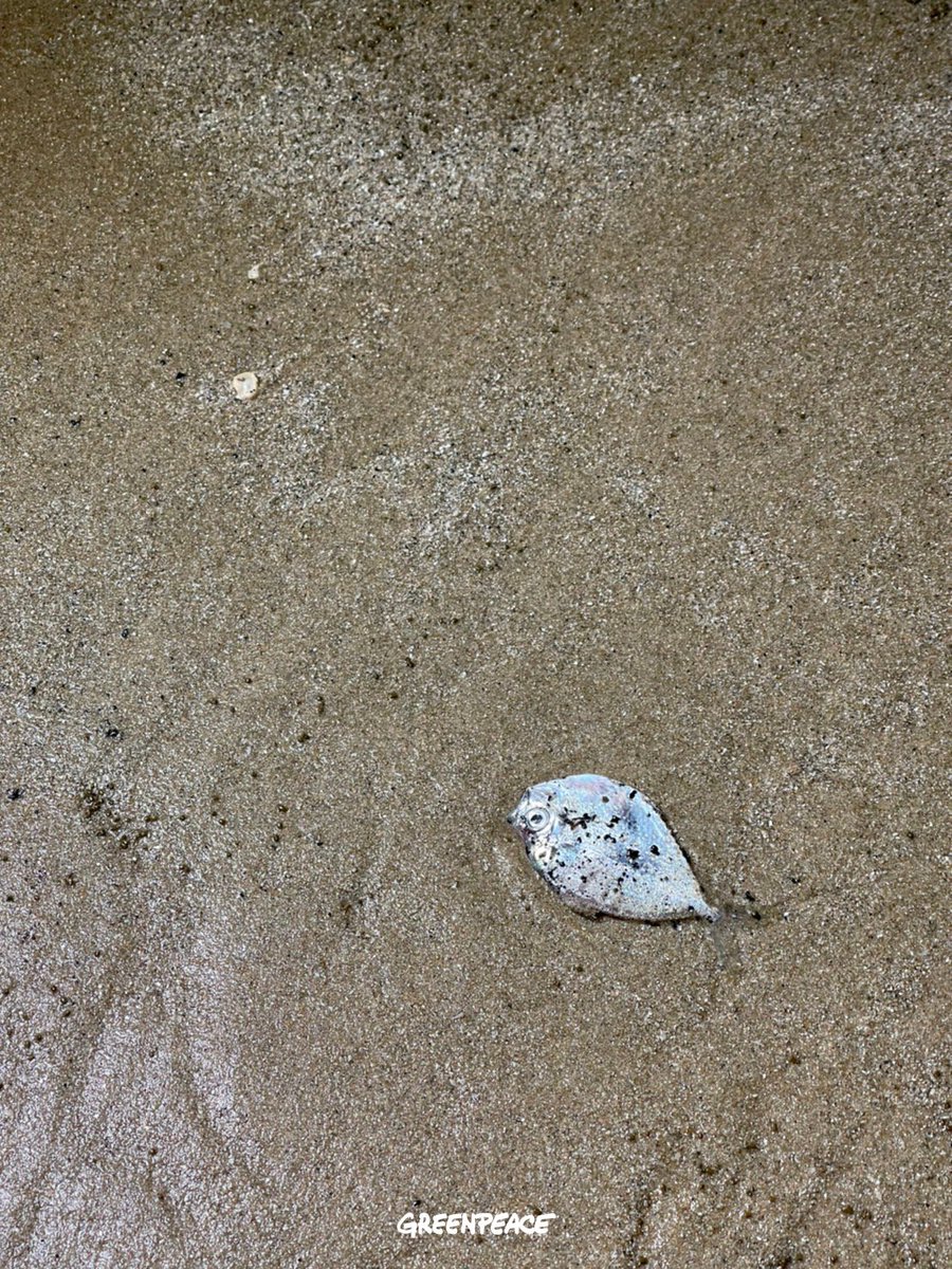 The crude oil slick washed up last Saturday (29/1) on Mae Ramphueng beach in Rayong province, Thailand, after it leaked from an undersea pipeline owned by Chevron’s Star Petroleum Refining Public Company Limited (SPRC).

#น้ำมันรั่วมาบตาพุด #BreakFreeFromFossilFuel