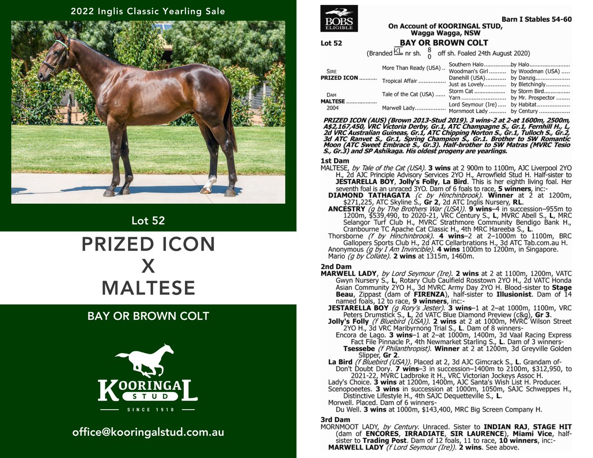 KooringalStud's tweet photo. 🐎 Classic Sale Countdown 🐎 

Lot 52 PRIZED ICON x MALTESE (Bay or Brown Colt)

A high quality colt out of a very good producing mare. This colt is a half brother to Group 2 winner DIAMOND TATHAGATA and the very impressive multiple stakes winner ANCESTRY. 

@inglis_sales https://t.co/WVKzSCzopr